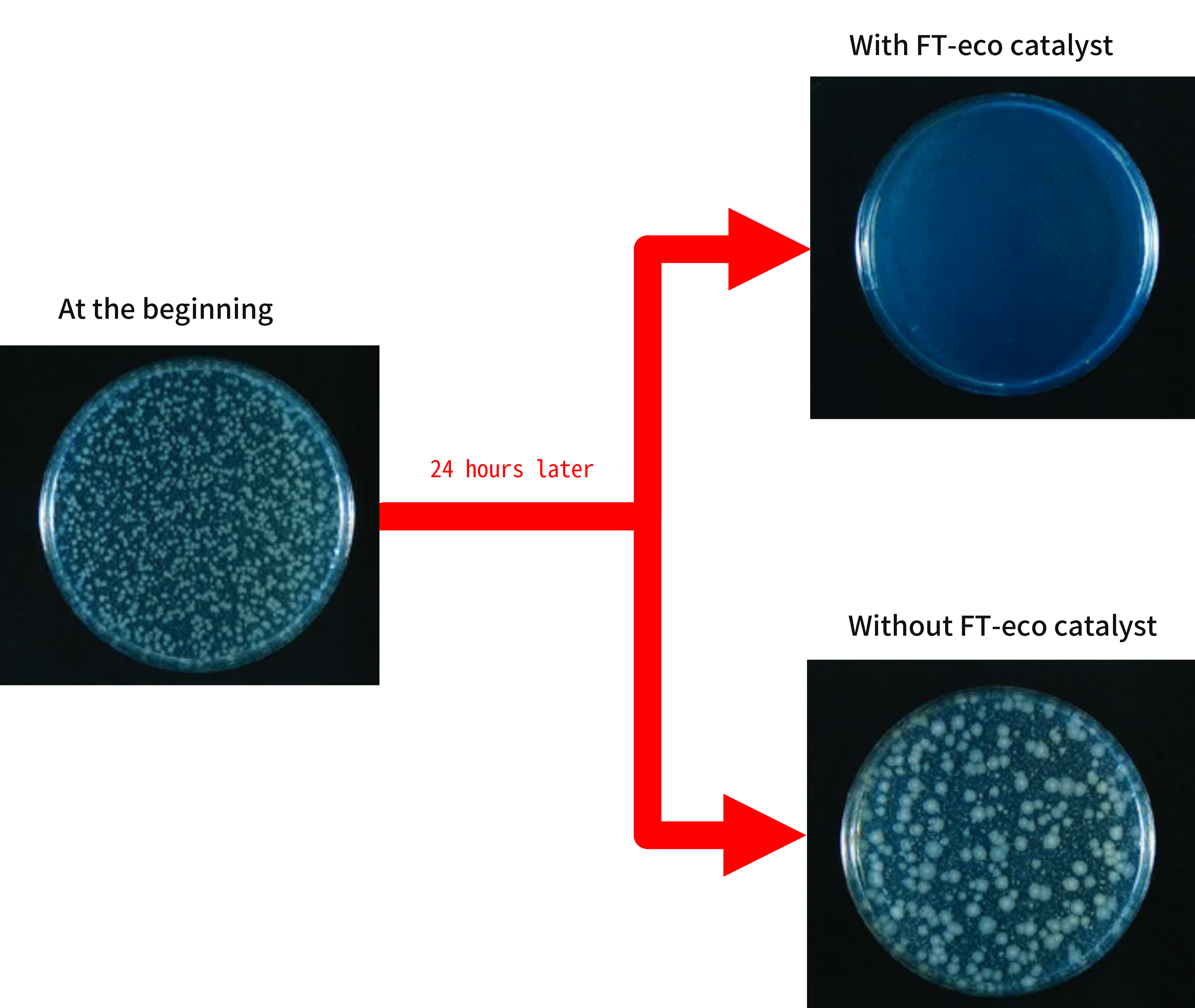 Test image of Escherichia coli 