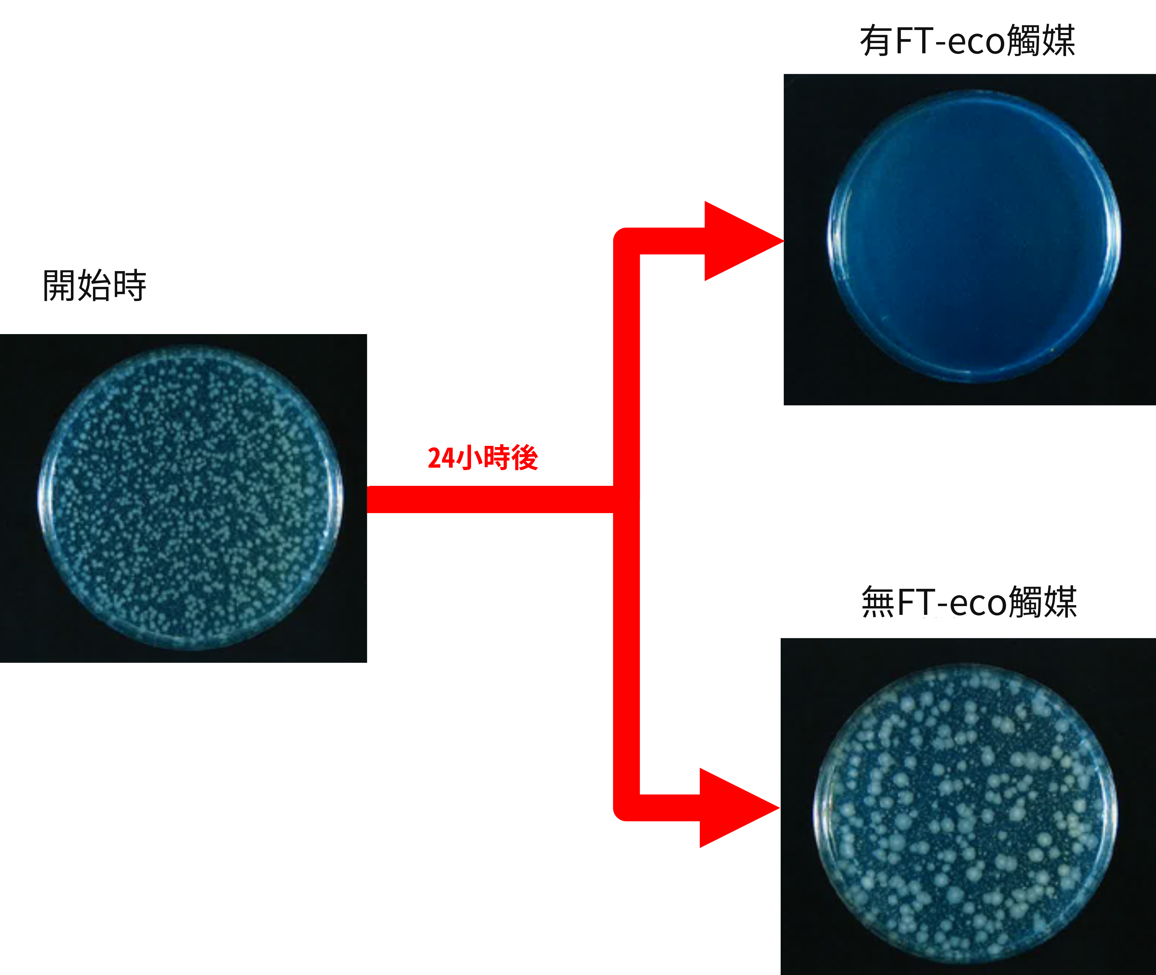 大腸桿菌 測試圖像