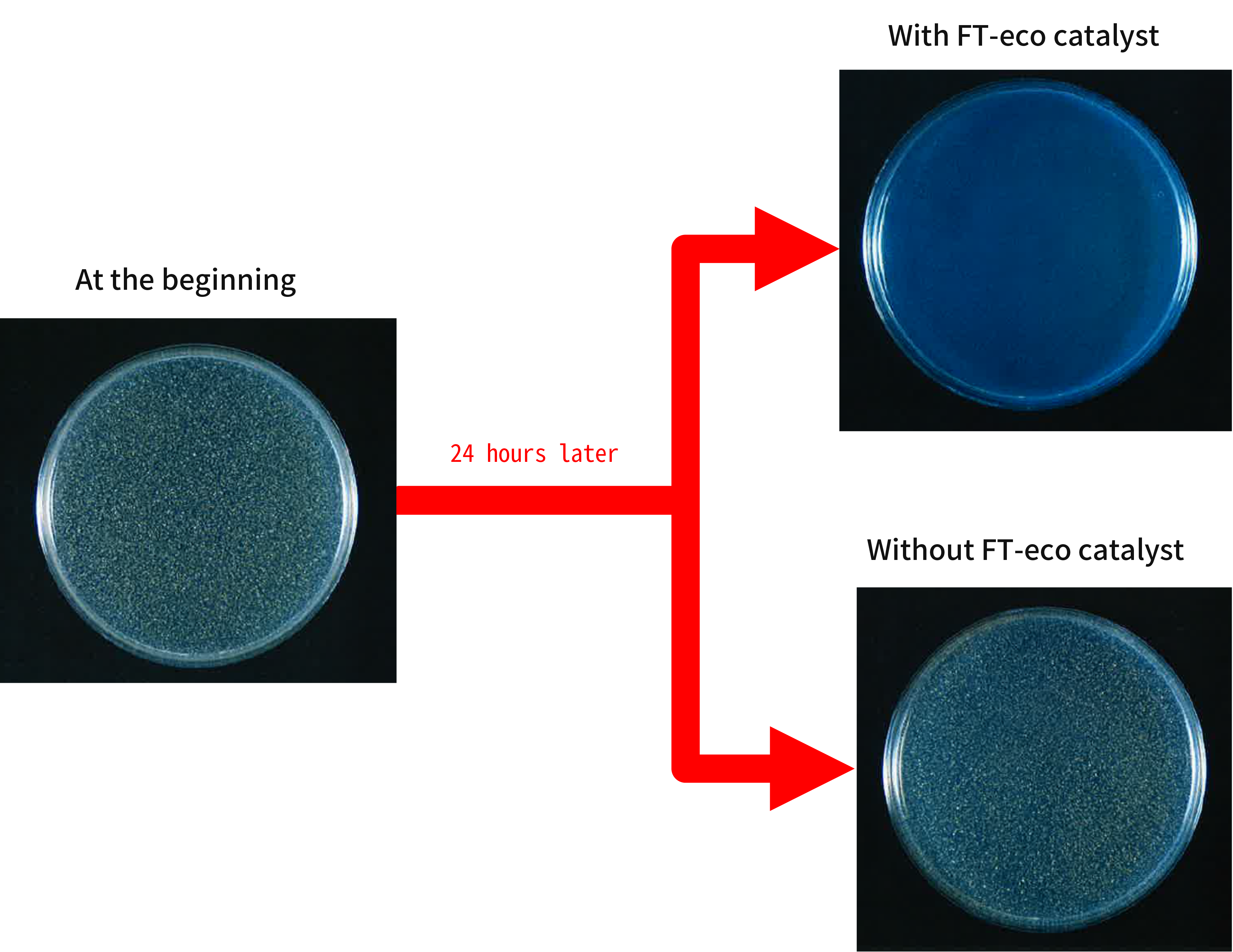 Test image of Staphylococcus aureus